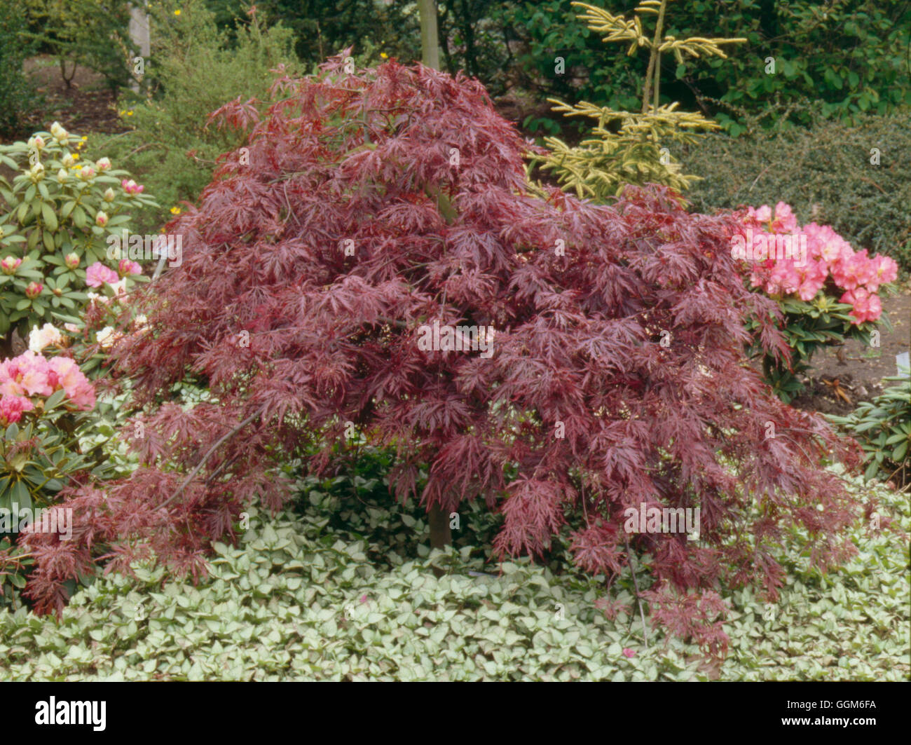 Acer palmatum - var. dissectum `Inaba-shidare' AGM- underplanted with Lamium maculatum `Beacon Silver'   TRS002371  Co Stock Photo